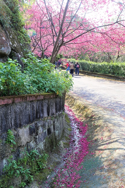 龜山元德寶宮 桃園賞櫻景點 八重櫻小徑 每年2月中盛開