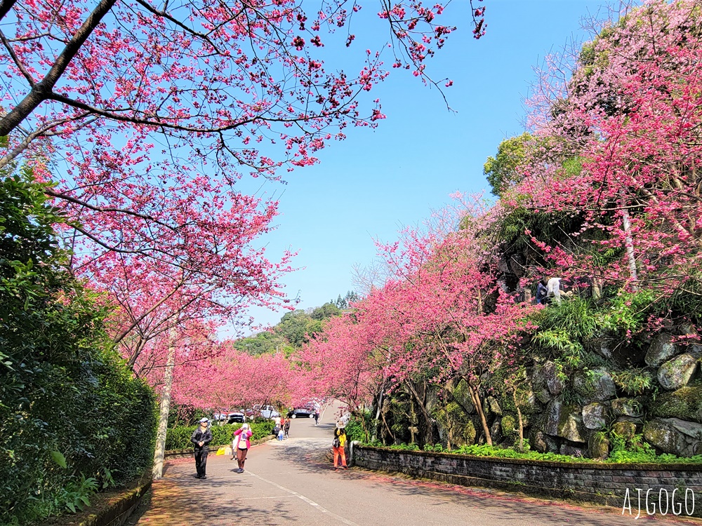 龜山元德寶宮 桃園賞櫻景點 八重櫻小徑 每年2月中盛開