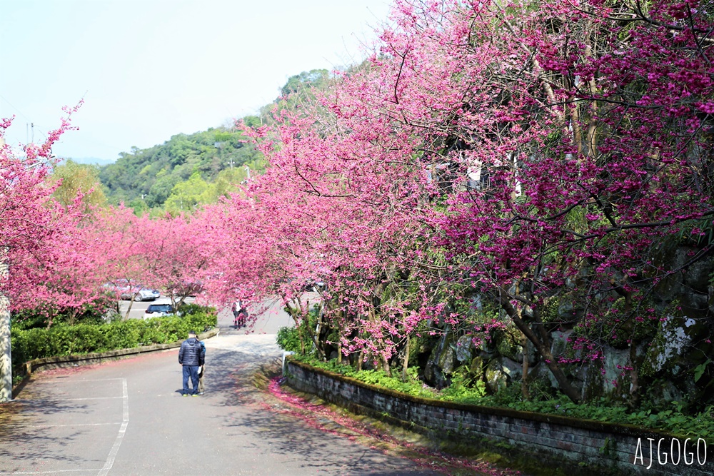 龜山元德寶宮 桃園賞櫻景點 八重櫻小徑 每年2月中盛開