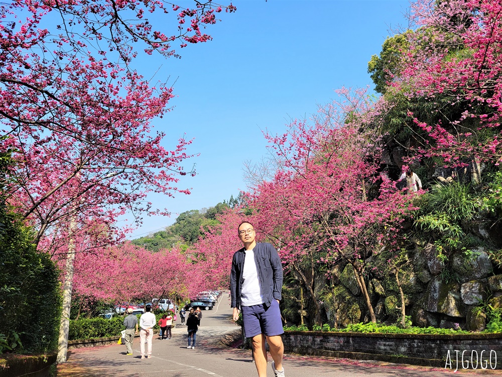 龜山元德寶宮 桃園賞櫻景點 八重櫻小徑 每年2月中盛開