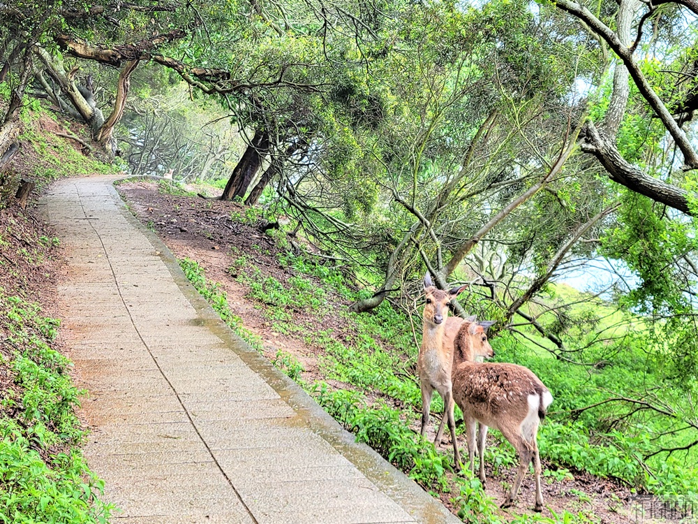 馬祖看梅花鹿 來大坵島跟梅花鹿交朋友 交通、船班