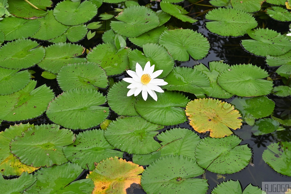 普吉 Aleenta Resort 阿連塔度假村 豪華泳池別墅 納泰海灘現代風格度假村