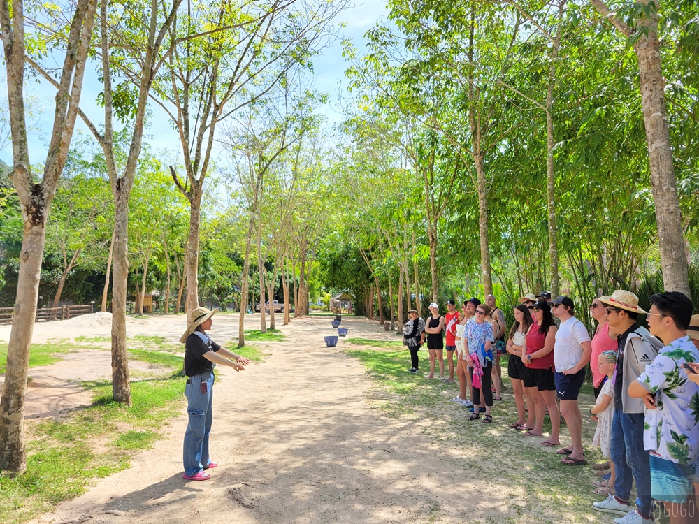 普吉島 綠色大象保護區公園 走進森林餵大象、幫大象洗澡