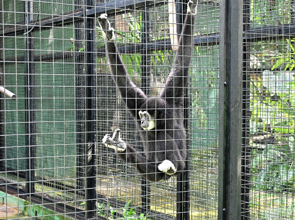 馬來西亞國家動物園 Zoo Negara Malaysia 吉隆坡近郊景點