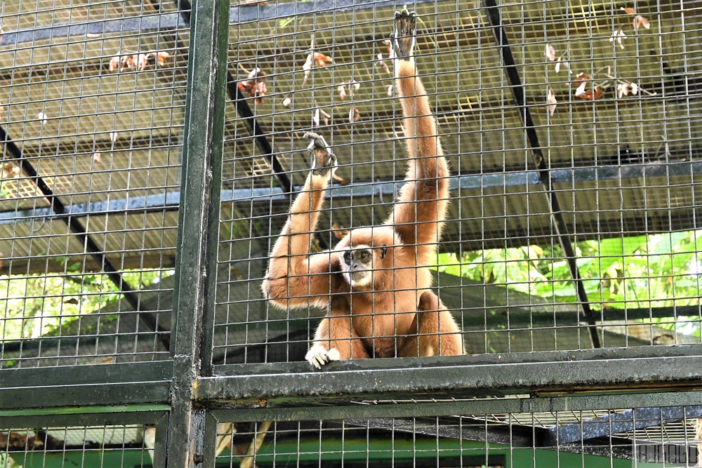 馬來西亞國家動物園 Zoo Negara Malaysia 吉隆坡近郊景點