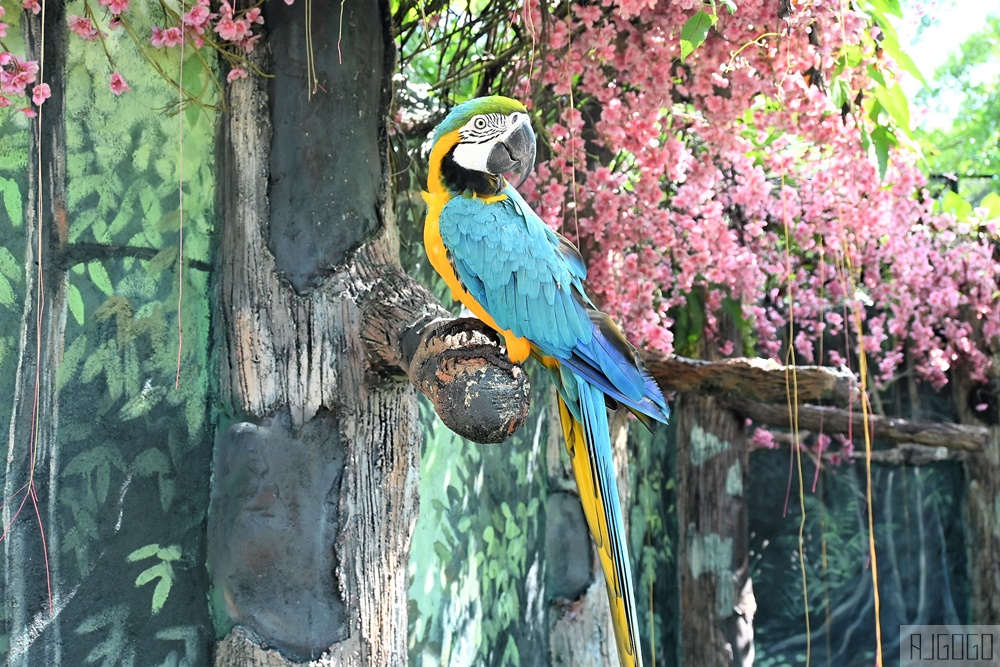 馬來西亞國家動物園 Zoo Negara Malaysia 吉隆坡近郊景點