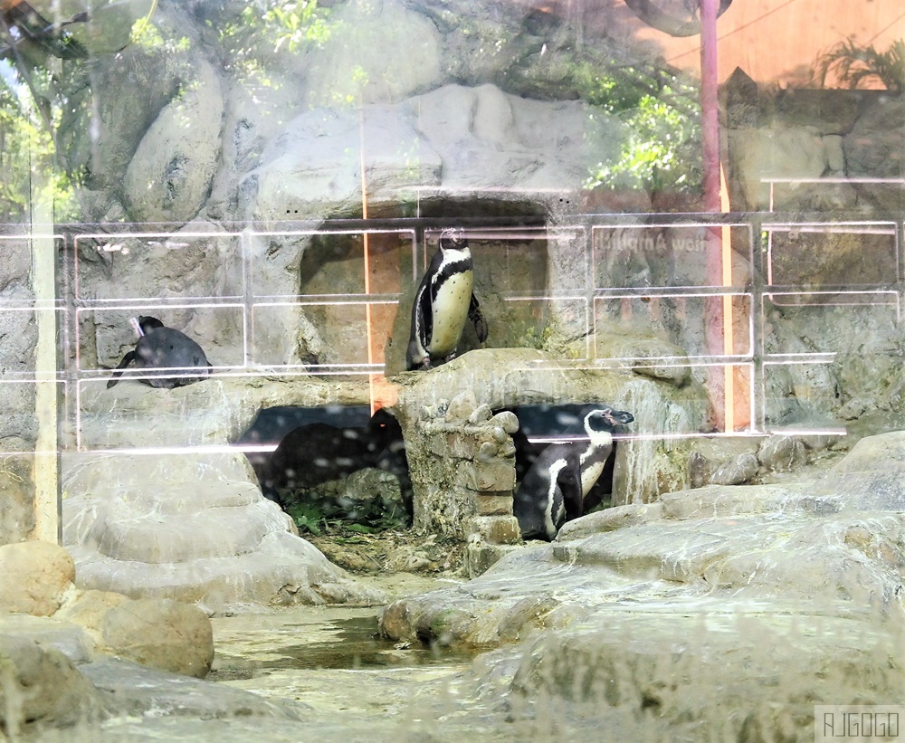 馬來西亞國家動物園 Zoo Negara Malaysia 吉隆坡近郊景點