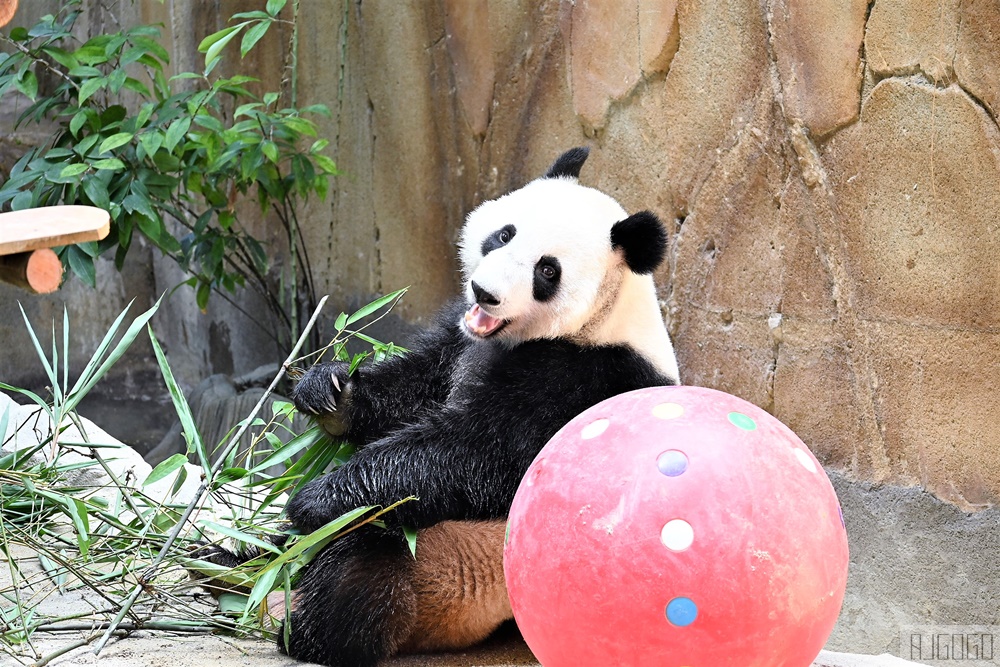 馬來西亞國家動物園 Zoo Negara Malaysia 吉隆坡近郊景點