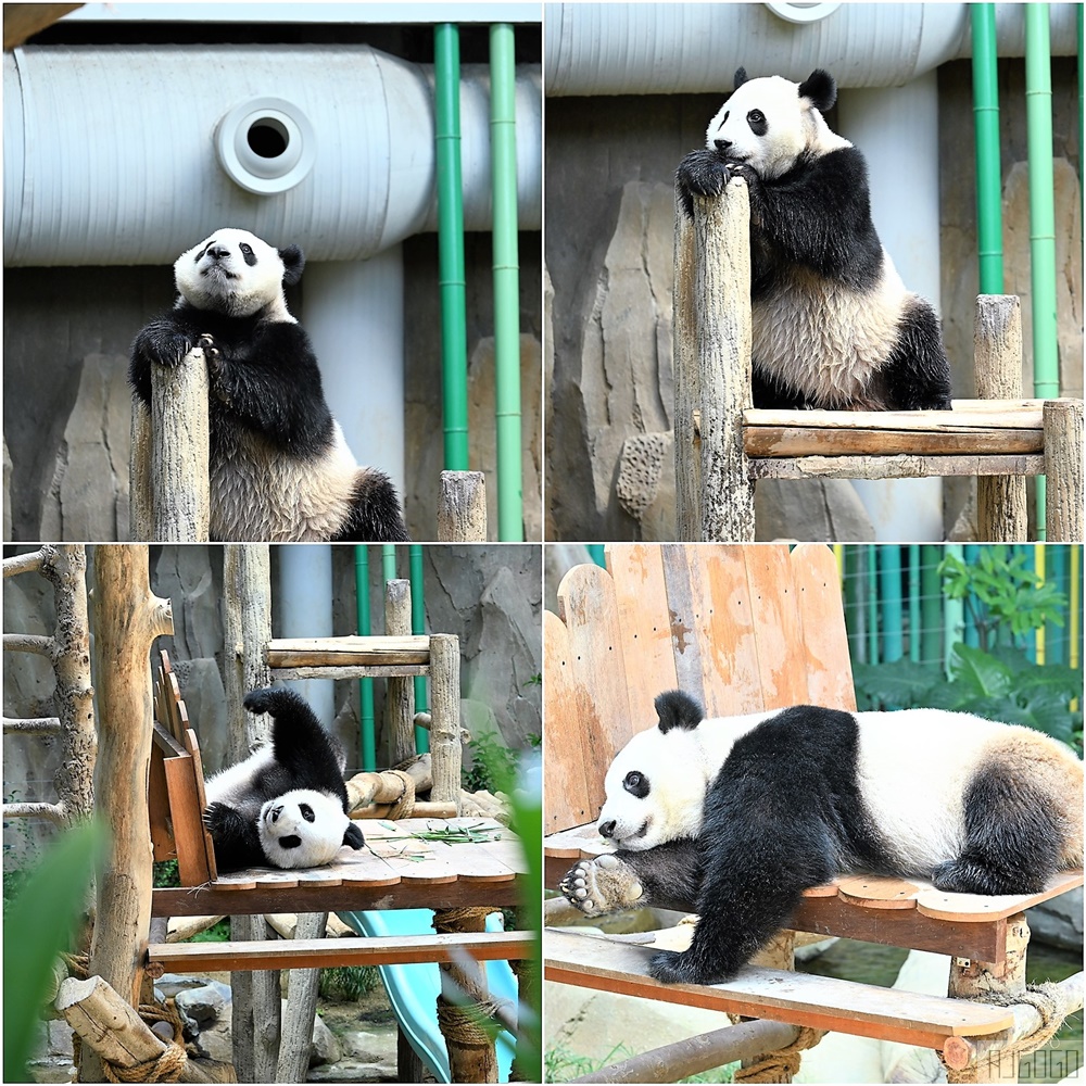 馬來西亞國家動物園 Zoo Negara Malaysia 吉隆坡近郊景點