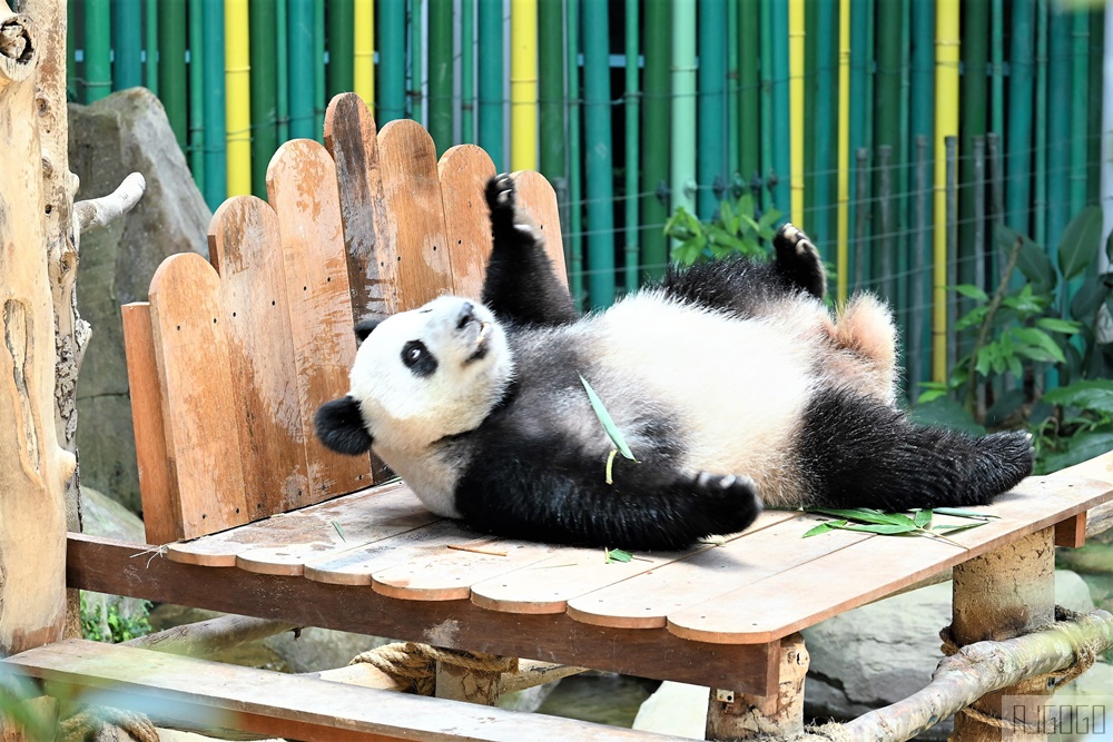 馬來西亞國家動物園 Zoo Negara Malaysia 吉隆坡近郊景點