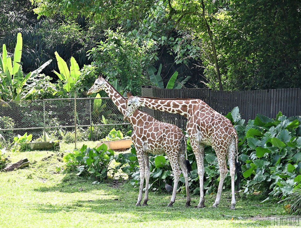 馬來西亞國家動物園 Zoo Negara Malaysia 吉隆坡近郊景點