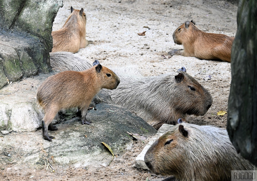 馬來西亞國家動物園 Zoo Negara Malaysia 吉隆坡近郊景點