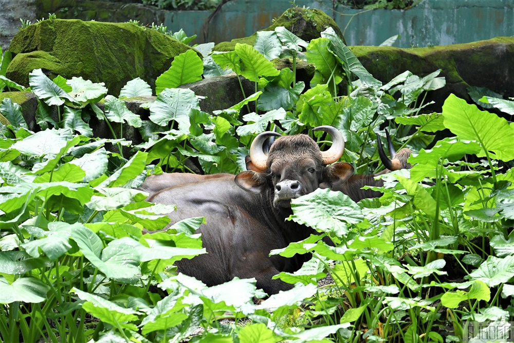 馬來西亞國家動物園 Zoo Negara Malaysia 吉隆坡近郊景點