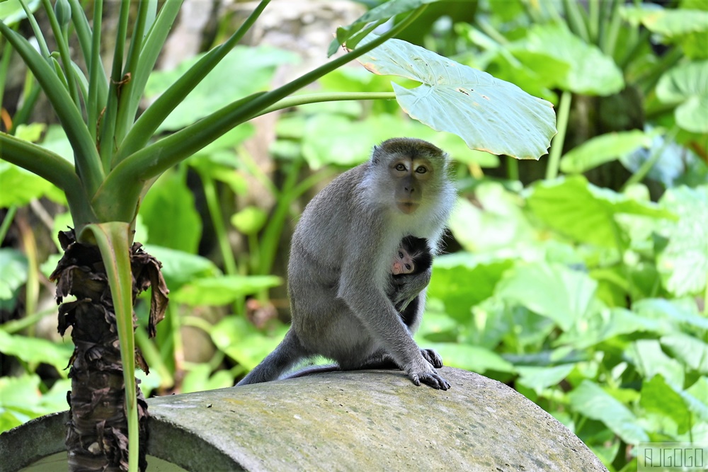 馬來西亞國家動物園 Zoo Negara Malaysia 吉隆坡近郊景點