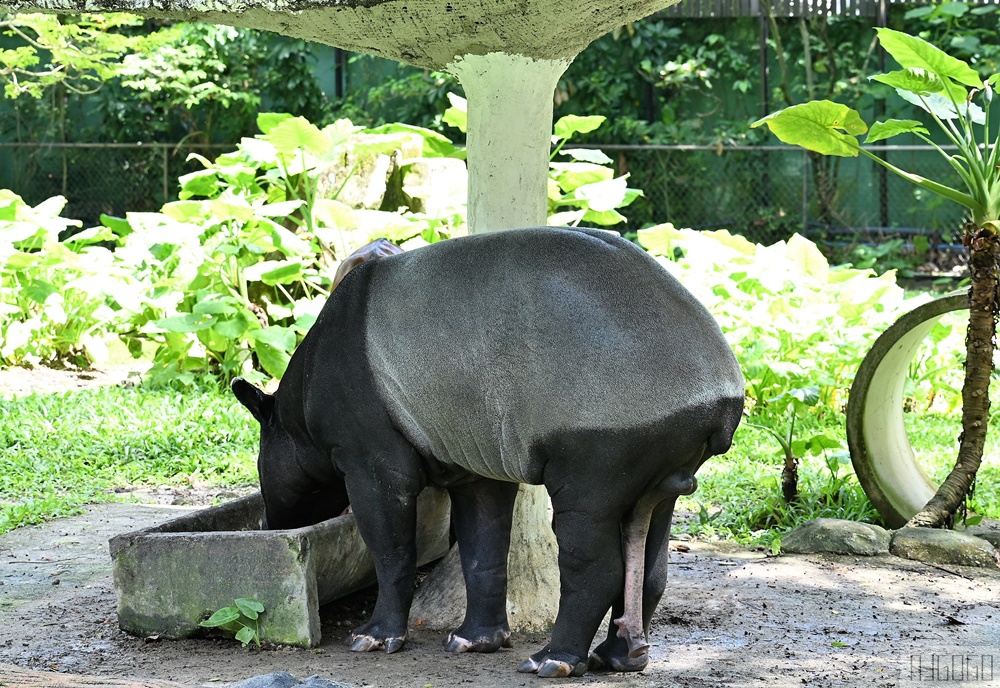 馬來西亞國家動物園 Zoo Negara Malaysia 吉隆坡近郊景點