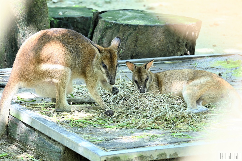 馬來西亞國家動物園 Zoo Negara Malaysia 吉隆坡近郊景點