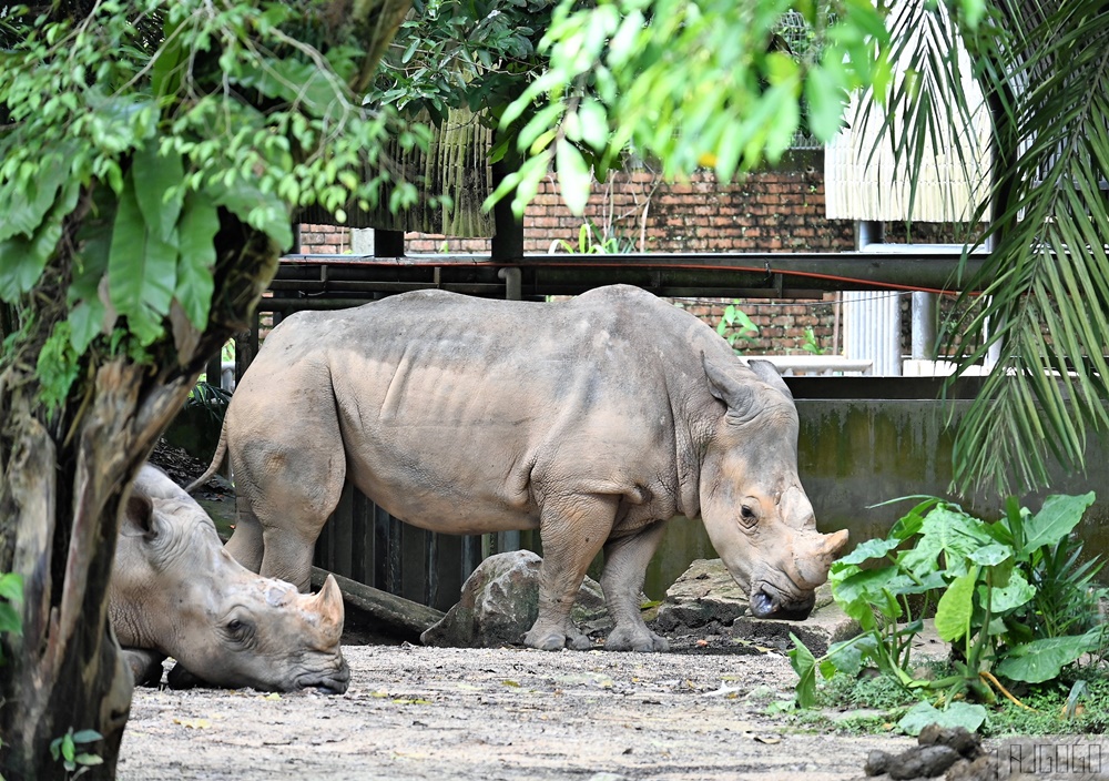 馬來西亞國家動物園 Zoo Negara Malaysia 吉隆坡近郊景點