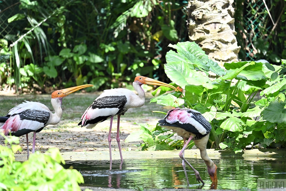 馬來西亞國家動物園 Zoo Negara Malaysia 吉隆坡近郊景點