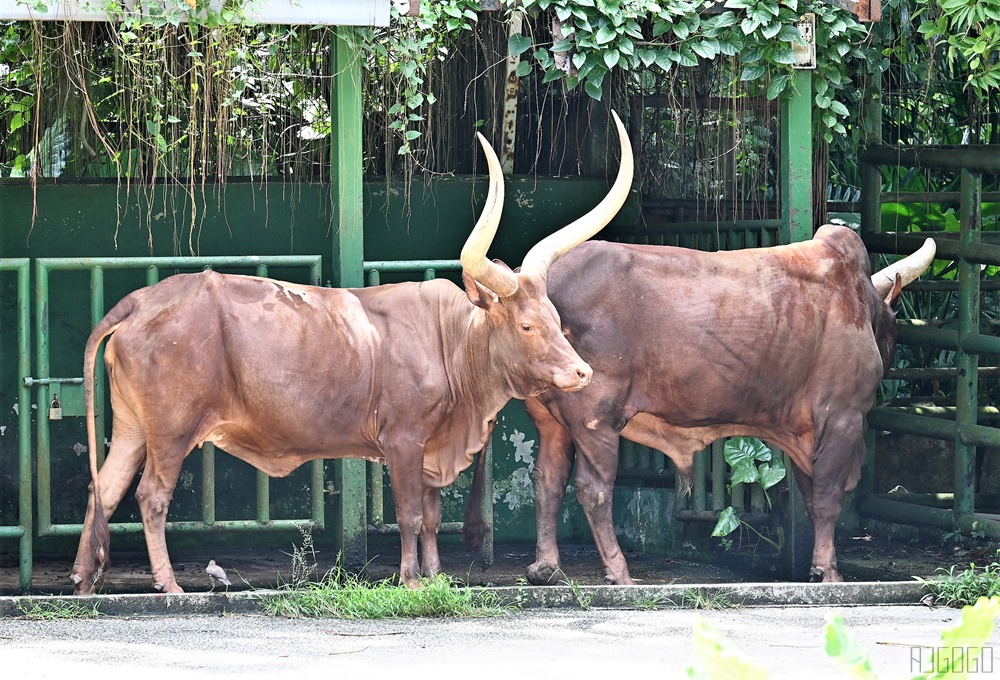 馬來西亞國家動物園 Zoo Negara Malaysia 吉隆坡近郊景點