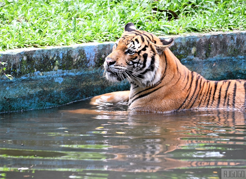 馬來西亞國家動物園 Zoo Negara Malaysia 吉隆坡近郊景點