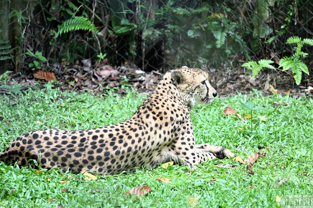 馬來西亞國家動物園 Zoo Negara Malaysia 吉隆坡近郊景點