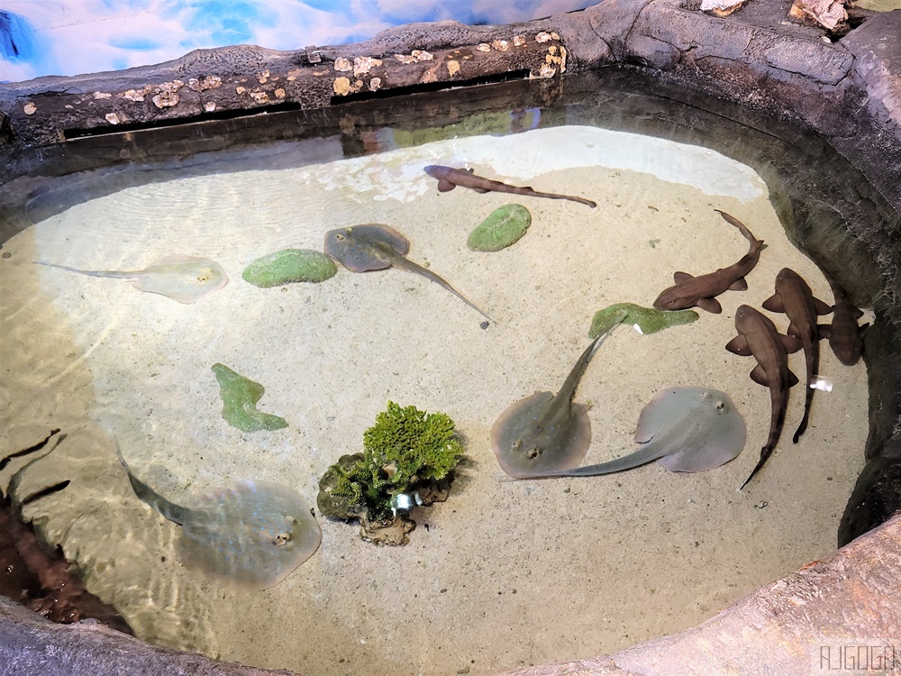 馬來西亞城中城水族館 吉隆坡市中心的城市水族館