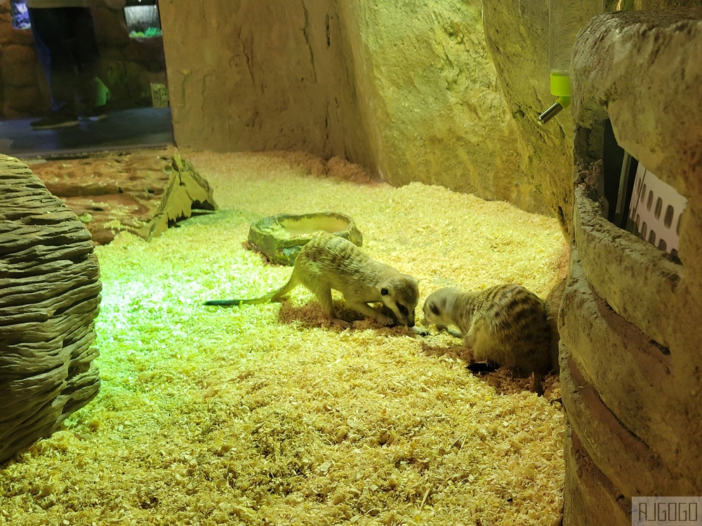 馬來西亞城中城水族館 吉隆坡市中心的城市水族館