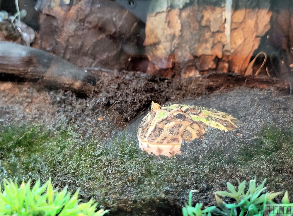 馬來西亞城中城水族館 吉隆坡市中心的城市水族館