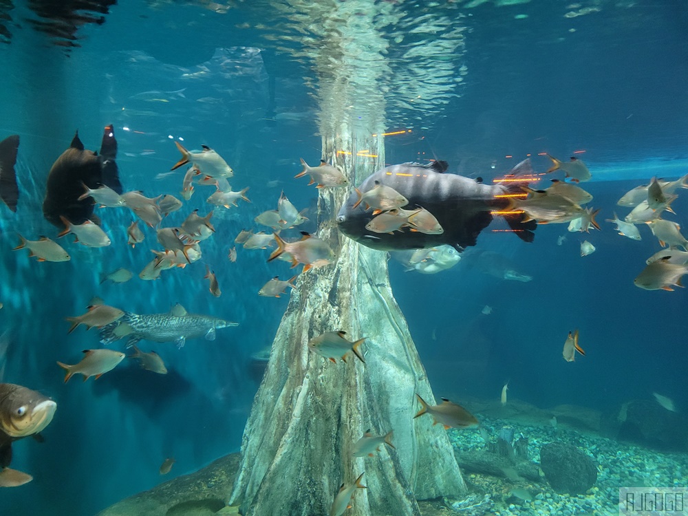 馬來西亞城中城水族館 吉隆坡市中心的城市水族館