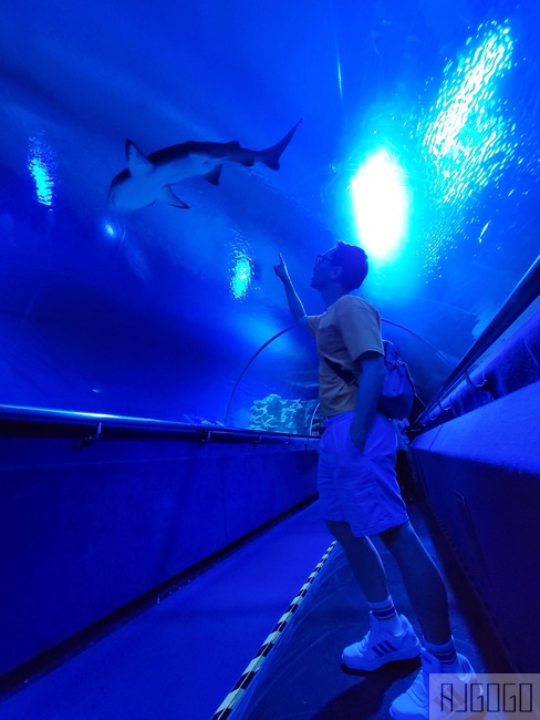 馬來西亞城中城水族館 吉隆坡市中心的城市水族館