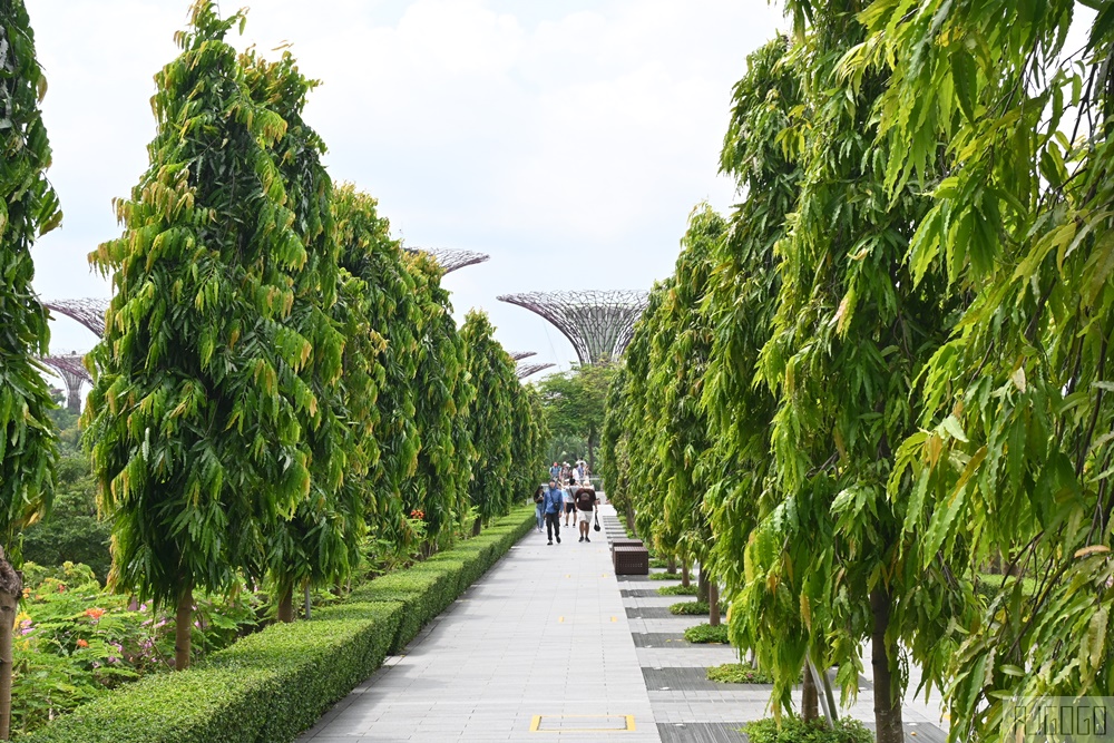 2025新加坡景點 濱海灣花園 花穹、雲霧林、超級樹、奇幻花園