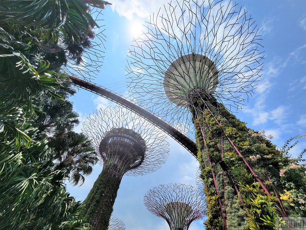 2025新加坡景點 濱海灣花園 花穹、雲霧林、超級樹、奇幻花園