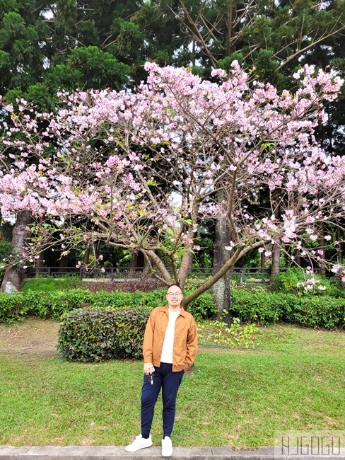 中正紀念堂櫻花 緋寒櫻、八重櫻、大漁櫻、吉野櫻、宮粉梅 台北看櫻花最方便的地方