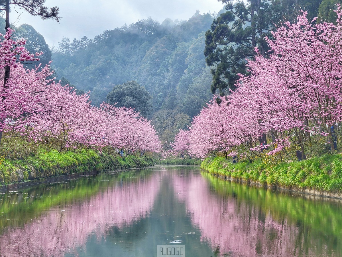 杉林溪櫻花季 每年2月底~3月上旬登場 鬱金香花季同時登場 杉林溪住宿推薦