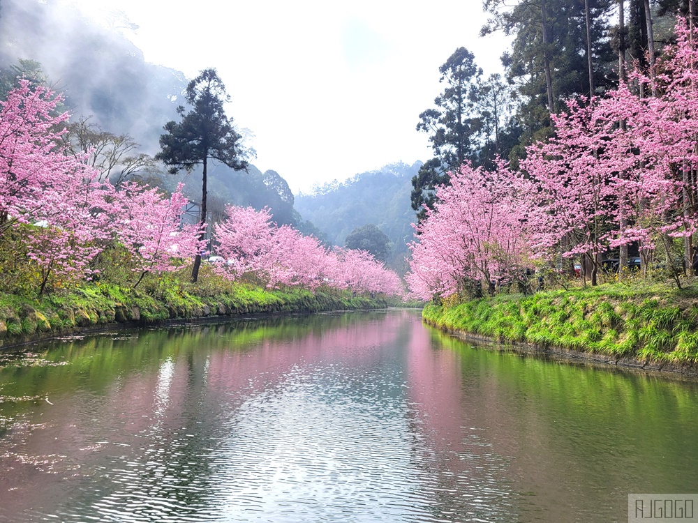 杉林溪櫻花季 每年2月底~3月上旬登場 鬱金香花季同時登場 杉林溪住宿推薦