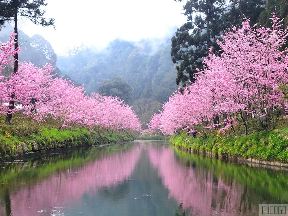 杉林溪櫻花季 每年2月底~3月上旬登場 鬱金香花季同時登場 杉林溪住宿推薦