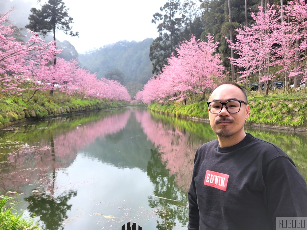 杉林溪櫻花季 每年2月底~3月上旬登場 鬱金香花季同時登場 杉林溪住宿推薦