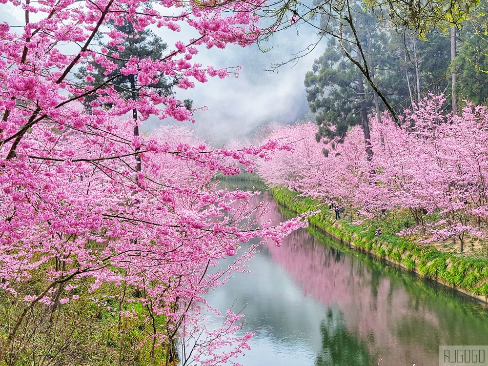 杉林溪櫻花季 每年2月底~3月上旬登場 鬱金香花季同時登場 杉林溪住宿推薦