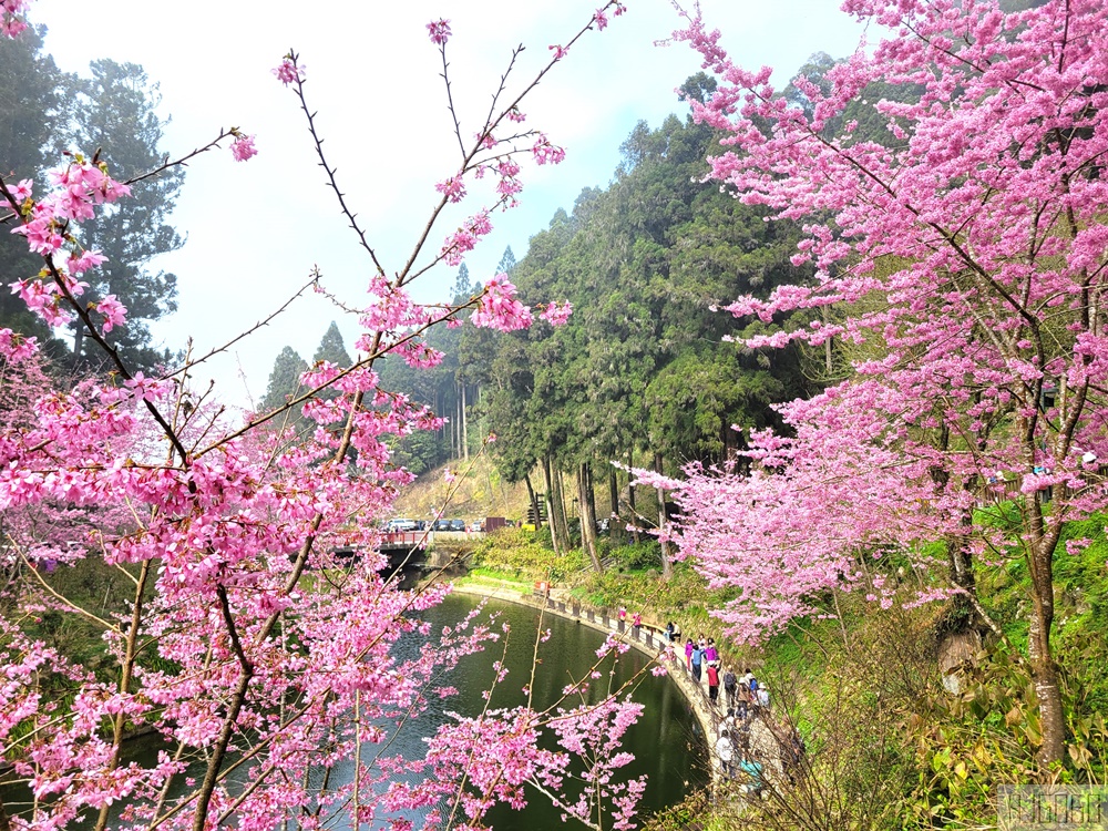 杉林溪櫻花季 每年2月底~3月上旬登場 鬱金香花季同時登場 杉林溪住宿推薦