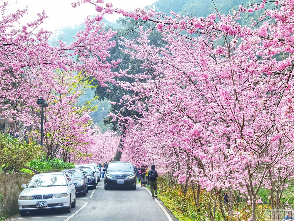 杉林溪櫻花季 每年2月底~3月上旬登場 鬱金香花季同時登場 杉林溪住宿推薦