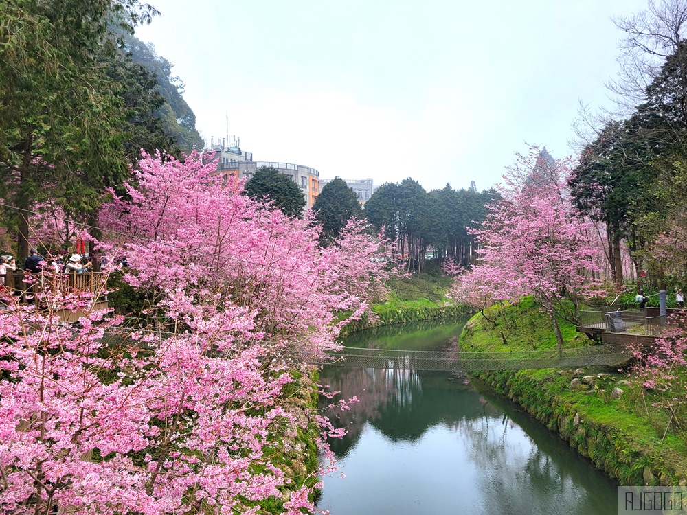 杉林溪櫻花季 每年2月底~3月上旬登場 鬱金香花季同時登場 杉林溪住宿推薦