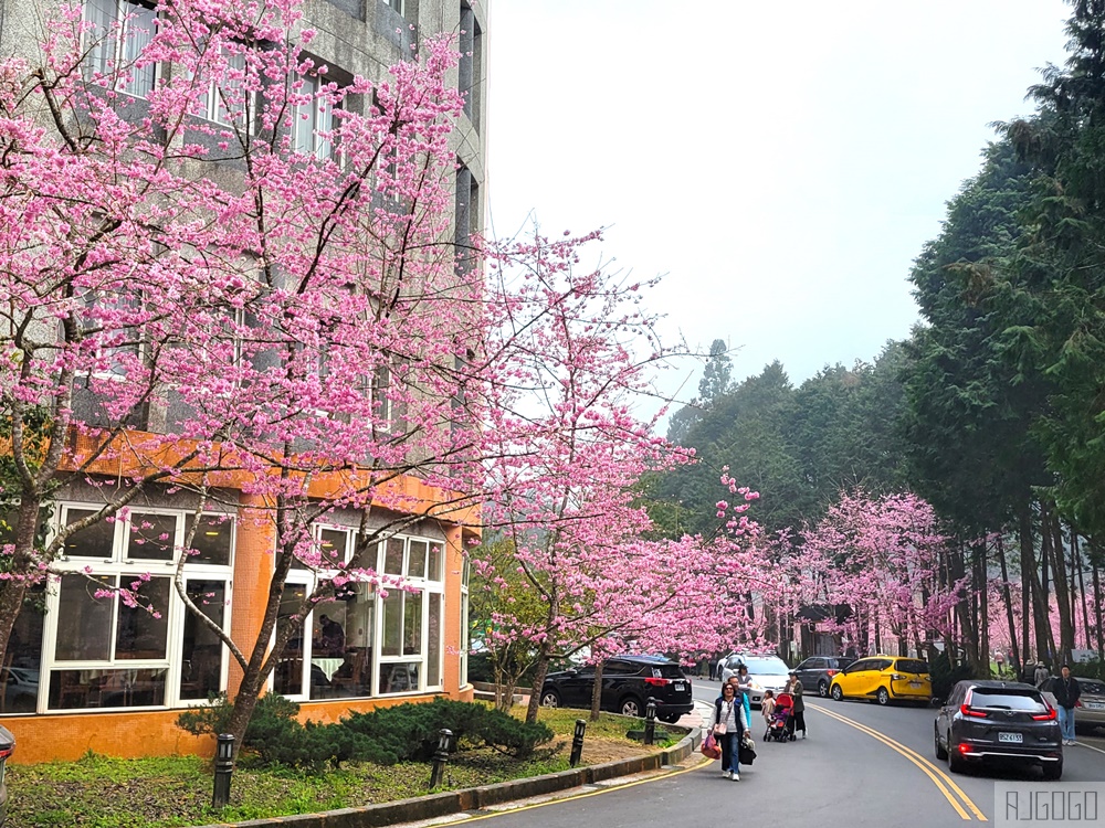 杉林溪櫻花季 每年2月底~3月上旬登場 鬱金香花季同時登場 杉林溪住宿推薦