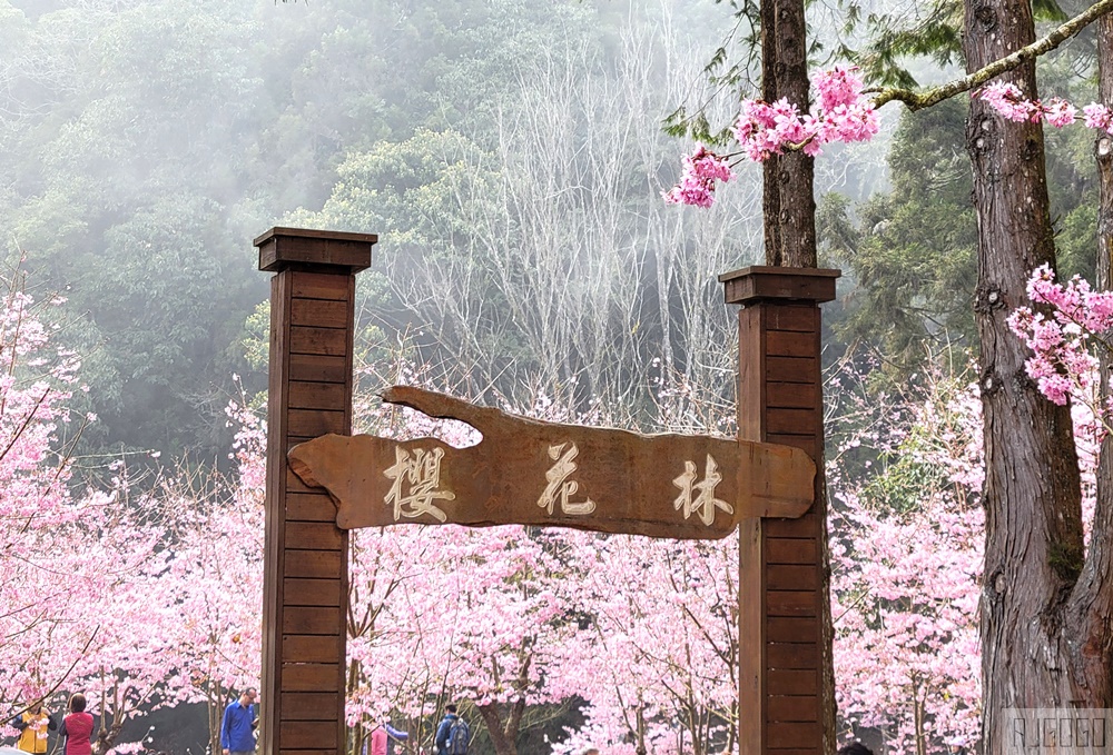 杉林溪櫻花季 每年2月底~3月上旬登場 鬱金香花季同時登場 杉林溪住宿推薦