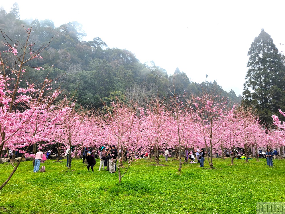 杉林溪櫻花季 每年2月底~3月上旬登場 鬱金香花季同時登場 杉林溪住宿推薦