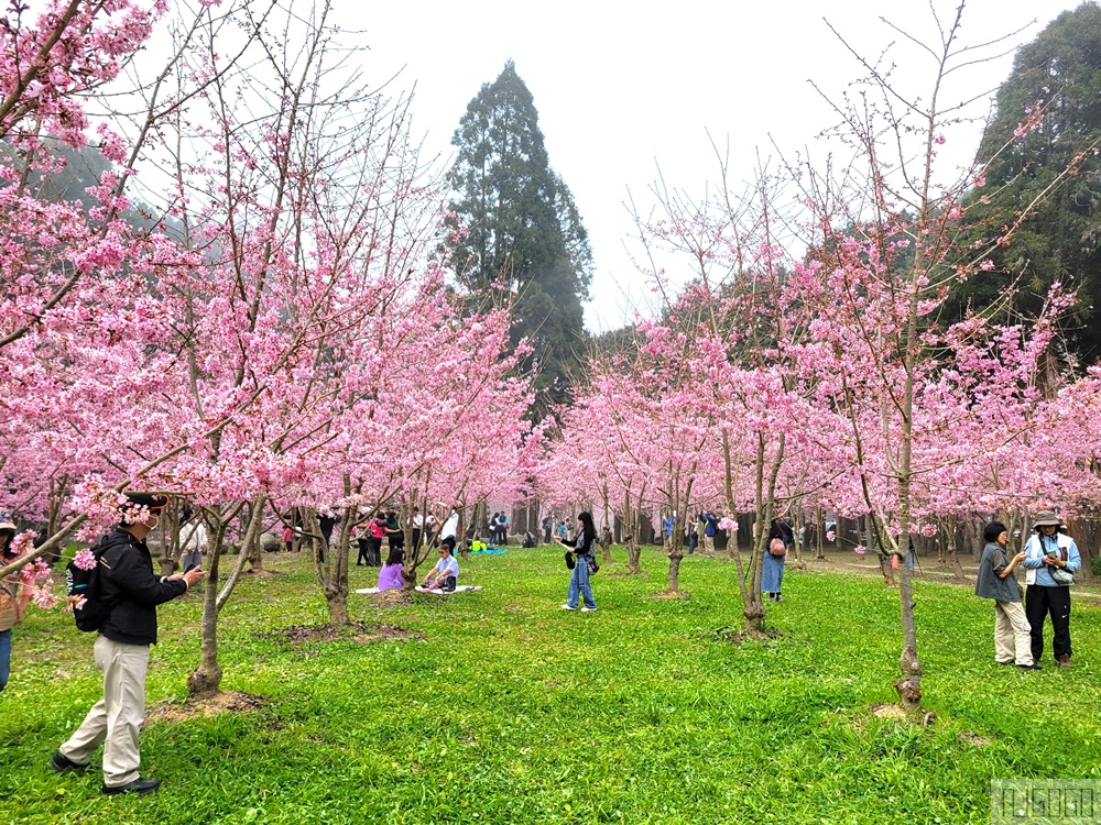 杉林溪櫻花季 每年2月底~3月上旬登場 鬱金香花季同時登場 杉林溪住宿推薦