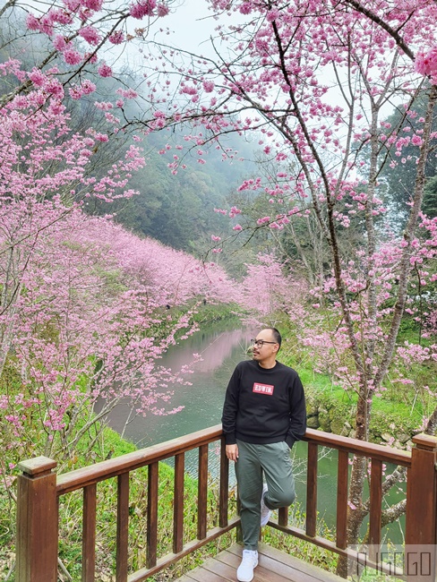 杉林溪櫻花季 每年2月底~3月上旬登場 鬱金香花季同時登場 杉林溪住宿推薦