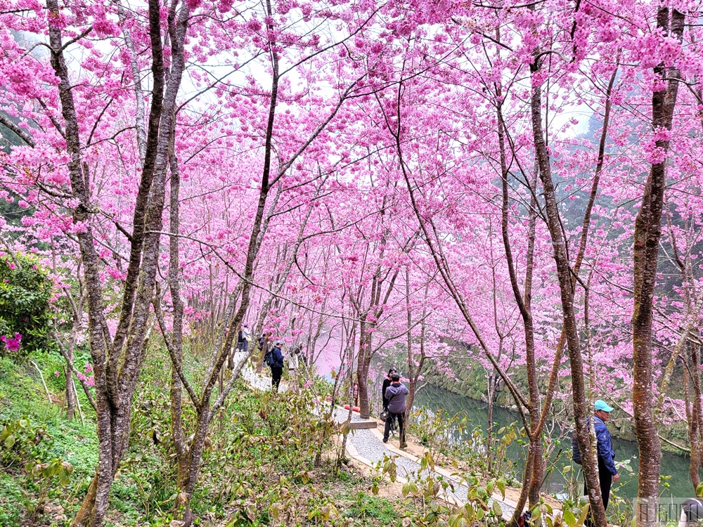 杉林溪櫻花季 每年2月底~3月上旬登場 鬱金香花季同時登場 杉林溪住宿推薦