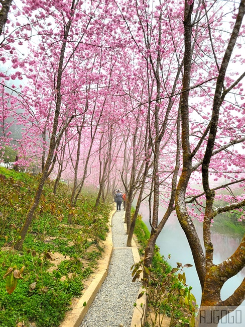 杉林溪櫻花季 每年2月底~3月上旬登場 鬱金香花季同時登場 杉林溪住宿推薦