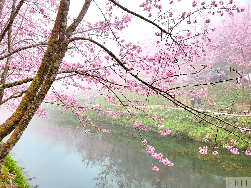 杉林溪櫻花季 每年2月底~3月上旬登場 鬱金香花季同時登場 杉林溪住宿推薦