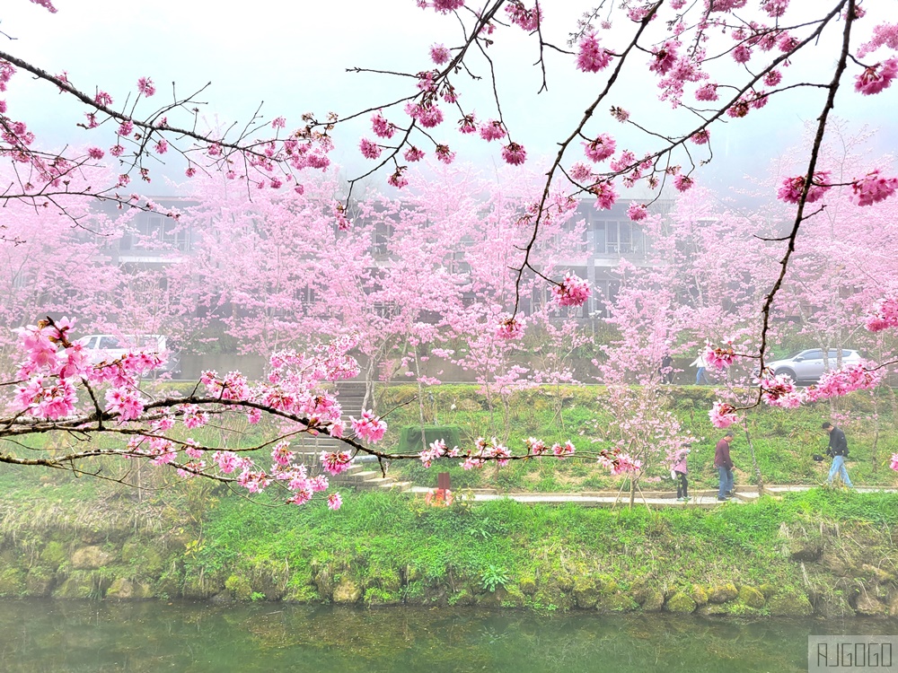 杉林溪櫻花季 每年2月底~3月上旬登場 鬱金香花季同時登場 杉林溪住宿推薦